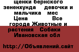 щенки бернского зененхунда. 2 девочки и 2 мальчика(2 мес.) › Цена ­ 22 000 - Все города Животные и растения » Собаки   . Ивановская обл.